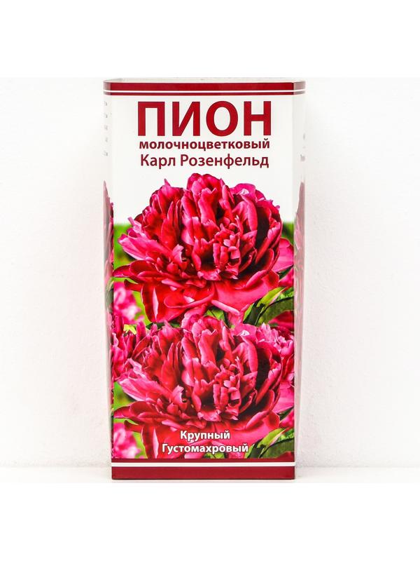 Пионы молочноцветковые и гибриды 