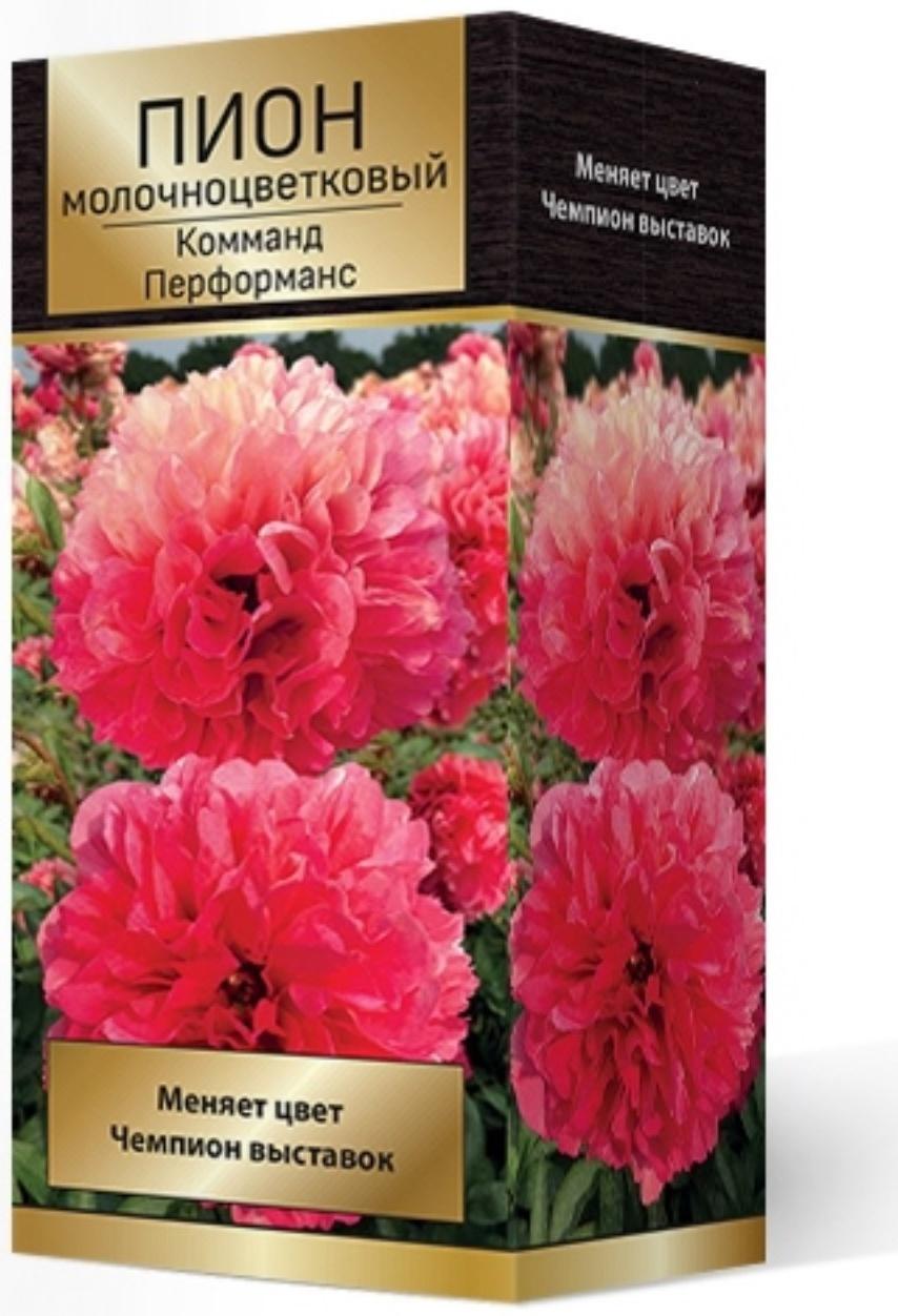 Пионы молочноцветковые и гибриды 