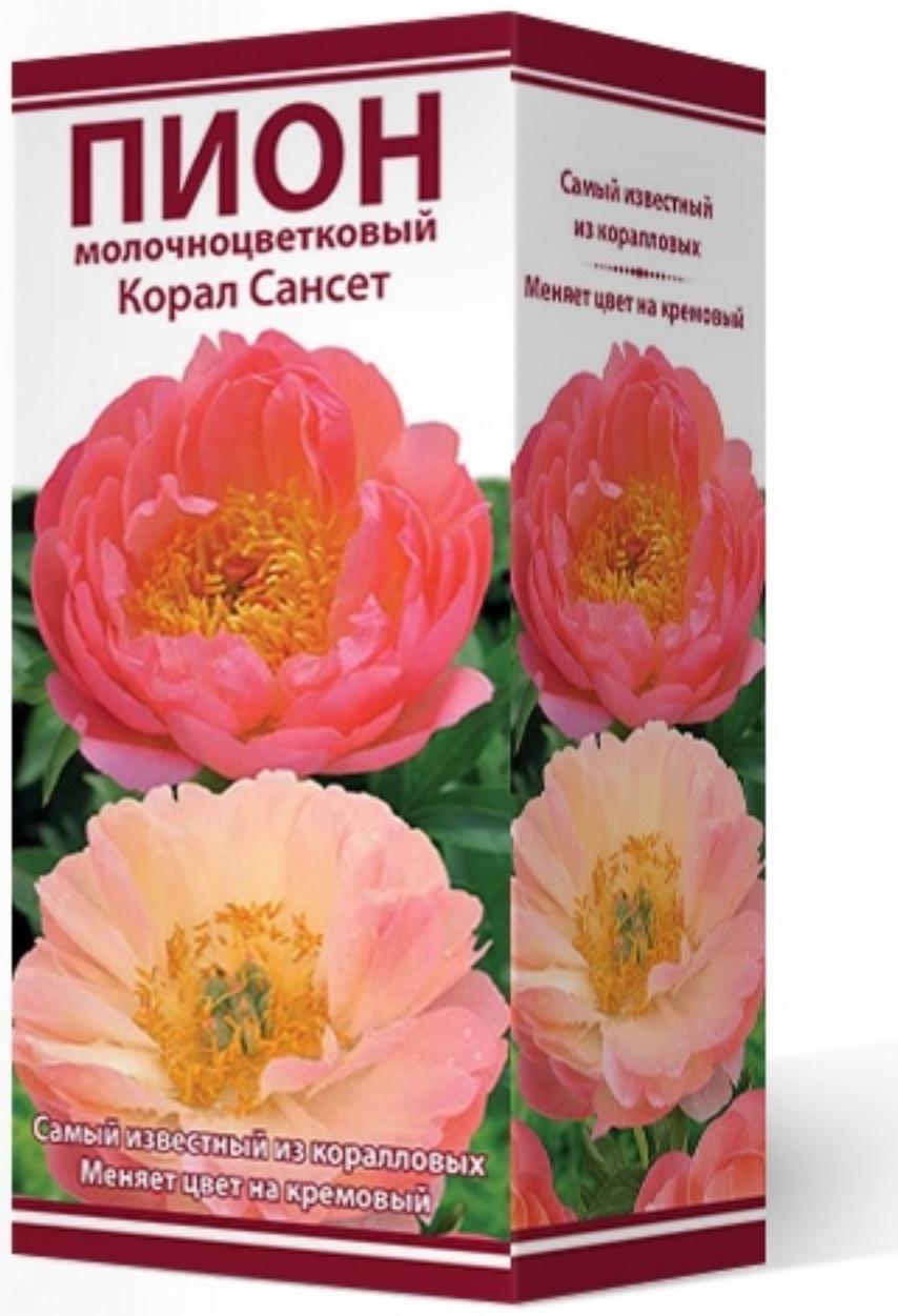 Пионы молочноцветковые и гибриды 