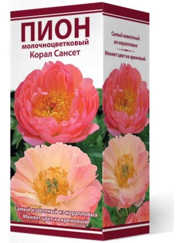 Пионы молочноцветковые и гибриды 