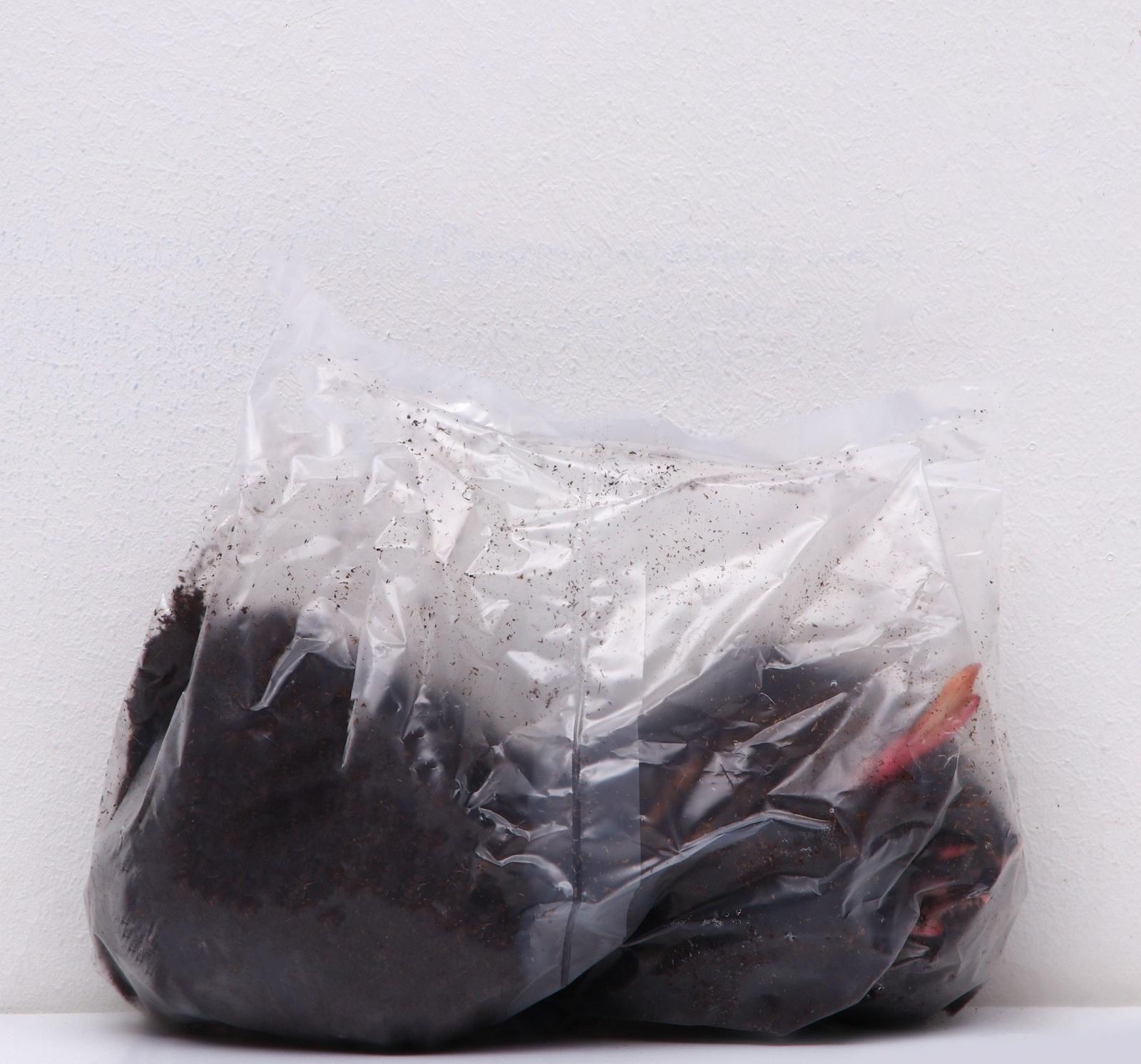 Пионы молочноцветковые и гибриды 