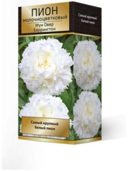 Пионы молочноцветковые и гибриды 