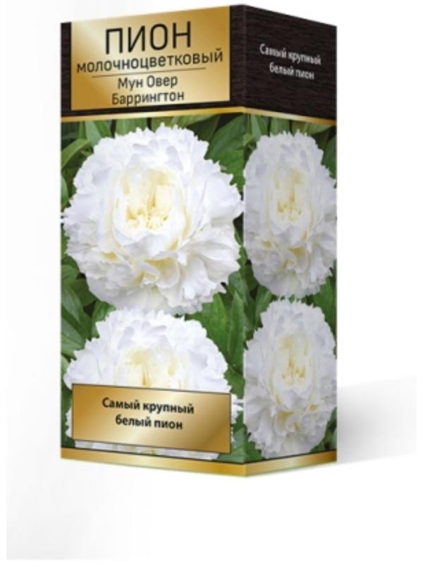 Пионы молочноцветковые и гибриды 