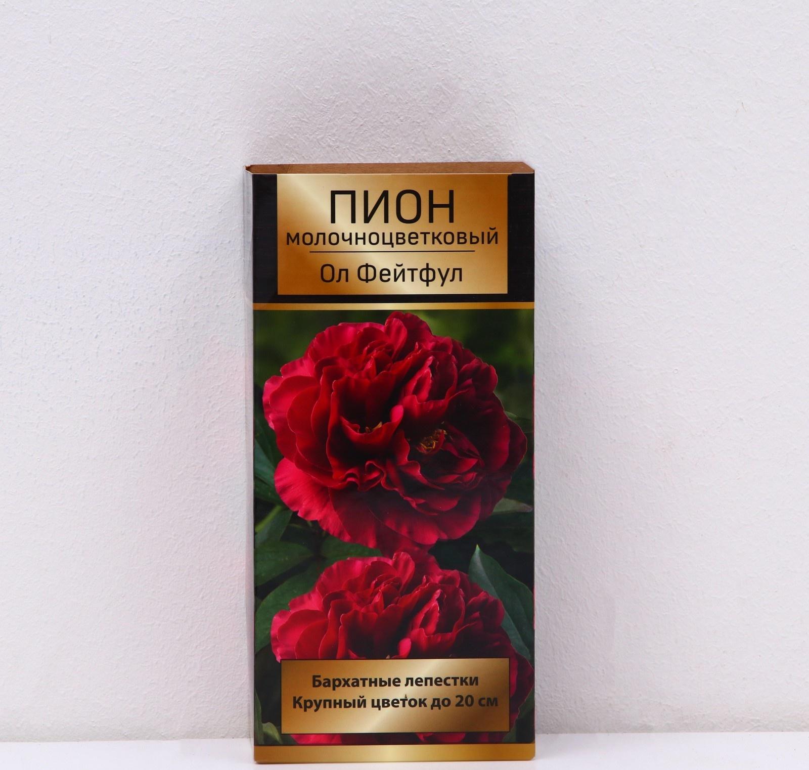 Пионы молочноцветковые и гибриды 