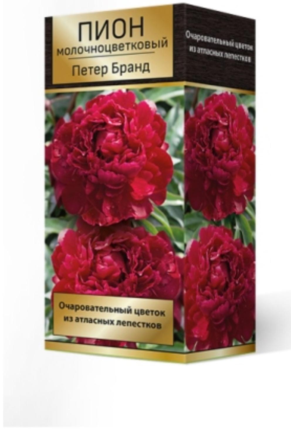 Пионы молочноцветковые и гибриды 