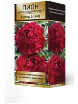 Пионы молочноцветковые и гибриды 