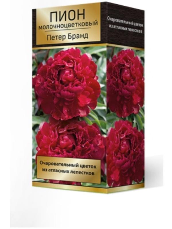 Пионы молочноцветковые и гибриды 