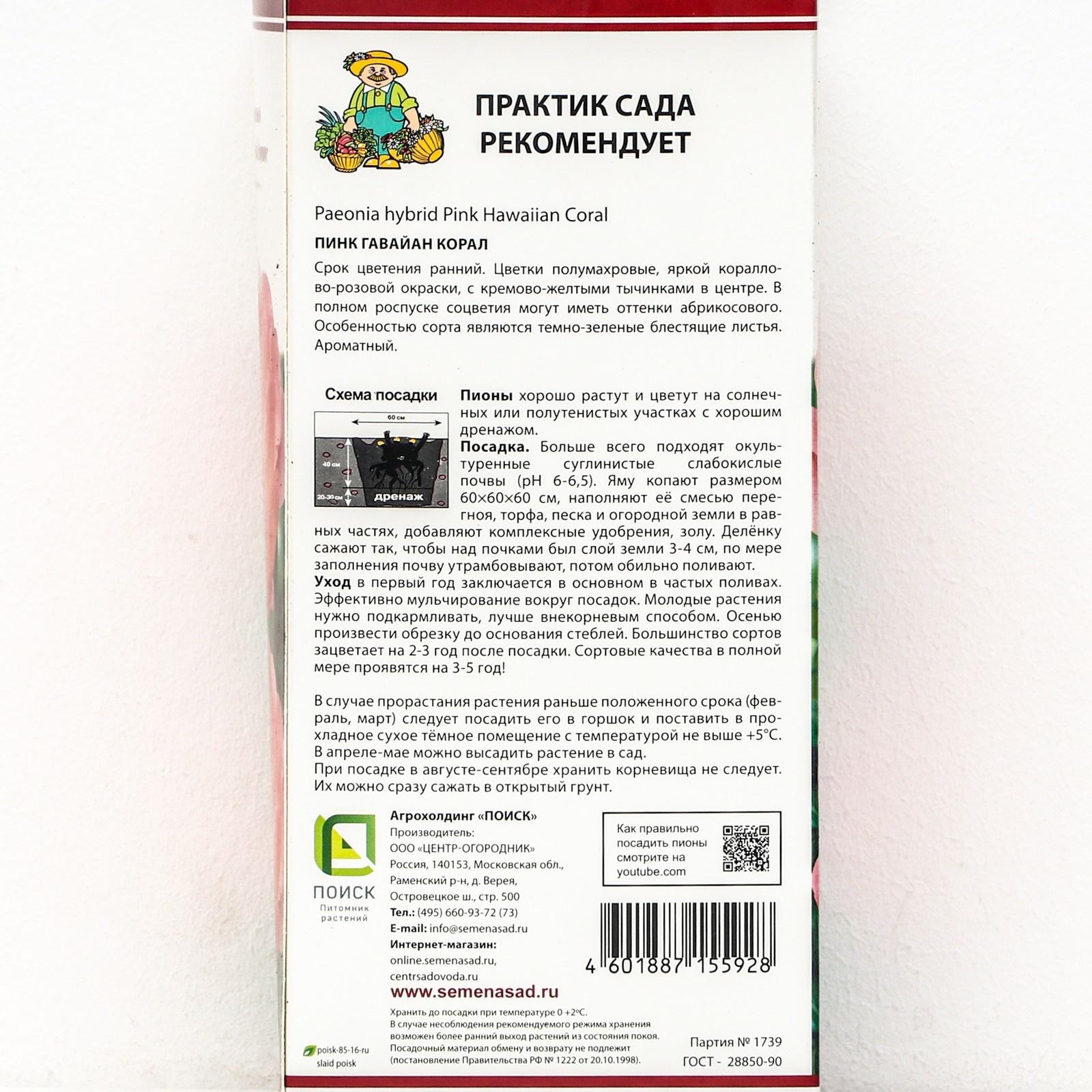 Пионы молочноцветковые и гибриды 