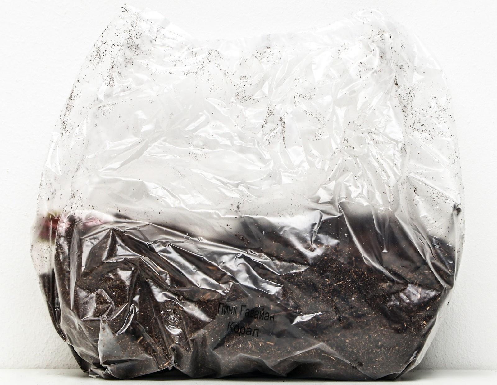 Пионы молочноцветковые и гибриды 