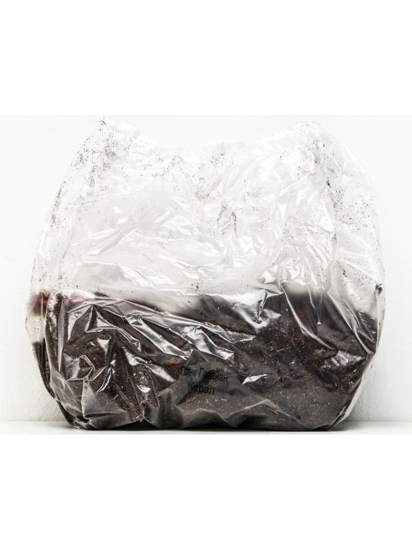 Пионы молочноцветковые и гибриды 