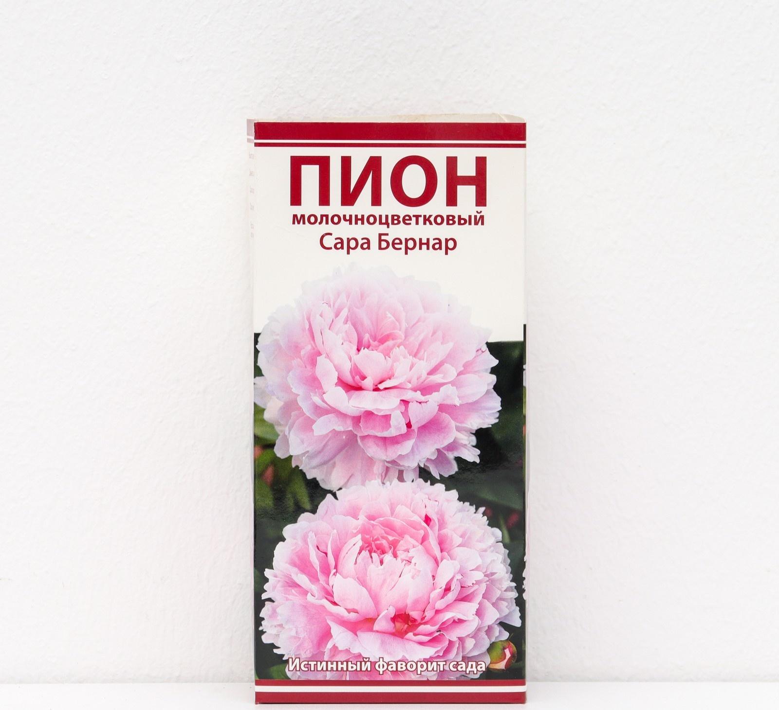 Пионы молочноцветковые и гибриды 