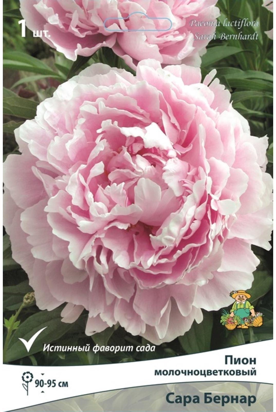 Пионы молочноцветковые и гибриды 