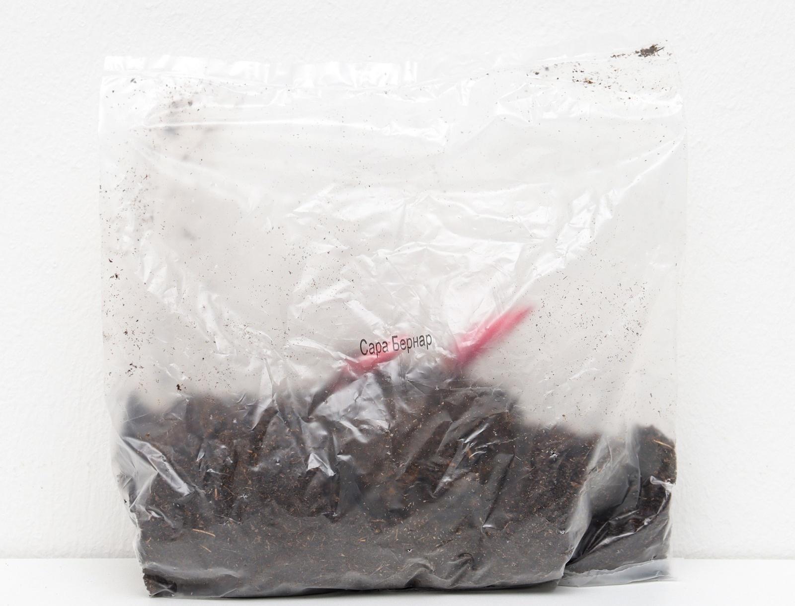 Пионы молочноцветковые и гибриды 