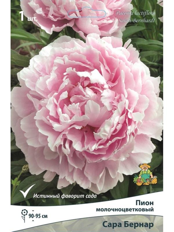 Пионы молочноцветковые и гибриды 