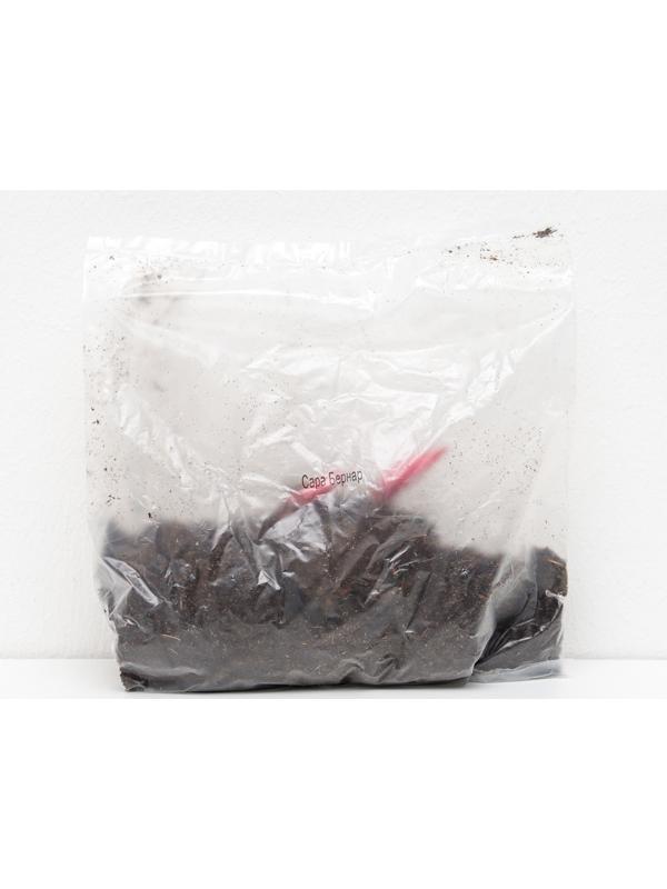 Пионы молочноцветковые и гибриды 