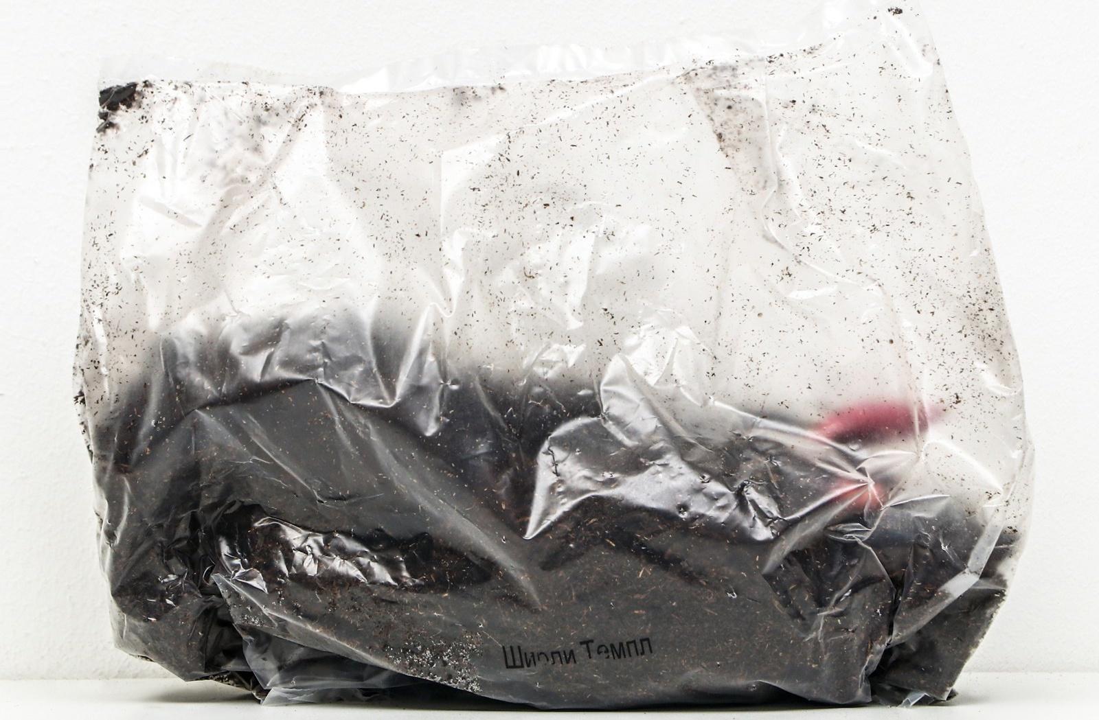 Пионы молочноцветковые и гибриды 