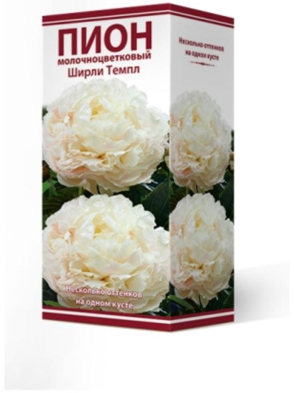 Пионы молочноцветковые и гибриды 