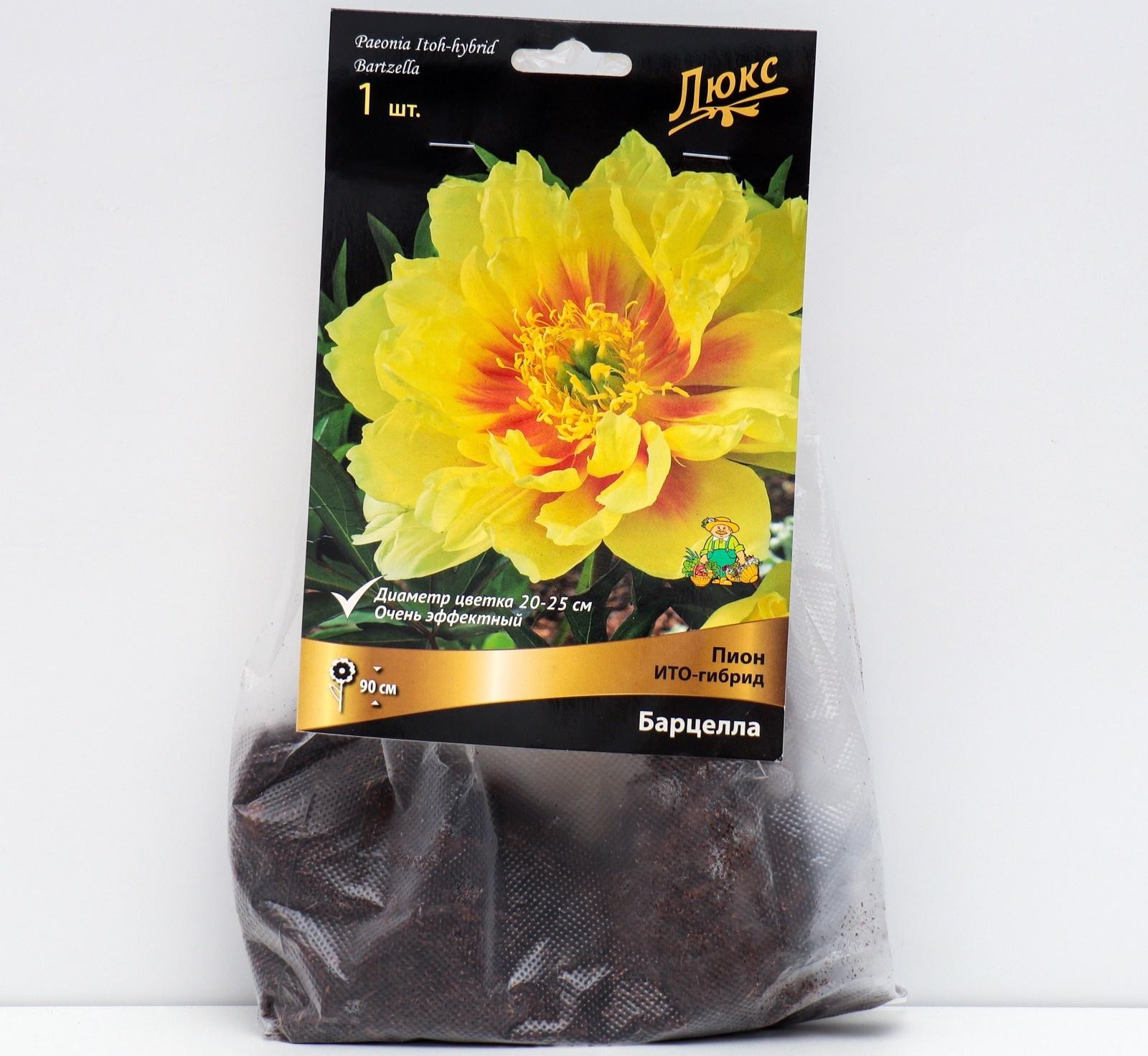 Пионы ИТО-гибриды 