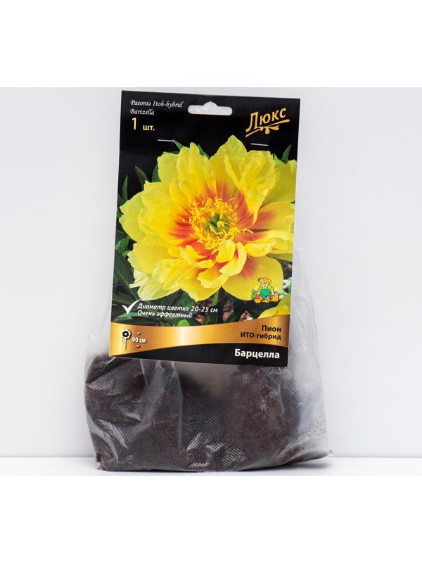 Пионы ИТО-гибриды 