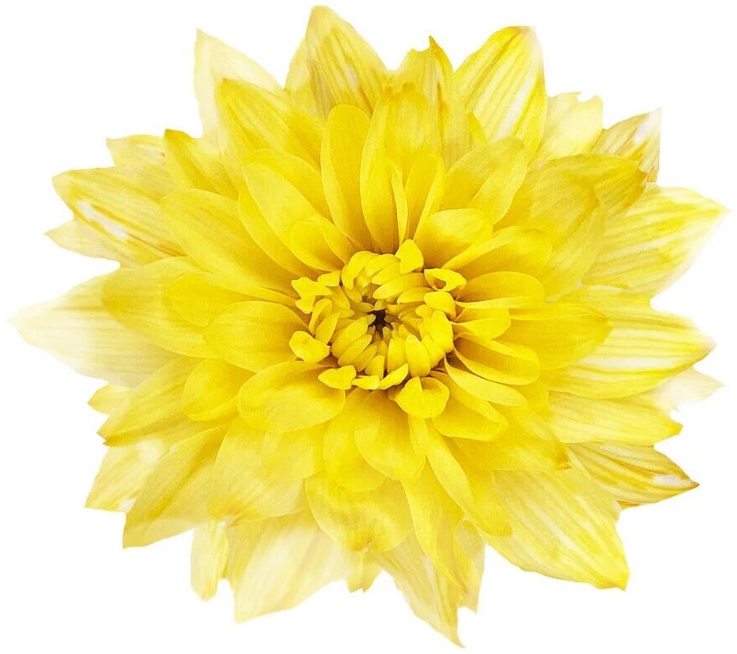 Краситель флористический, для цветов, золотой, 300 мл