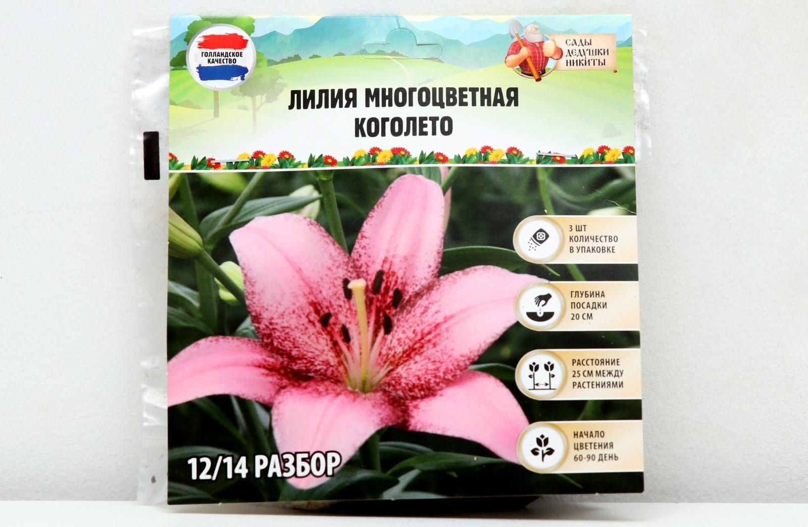 Лилия Многоцветная 