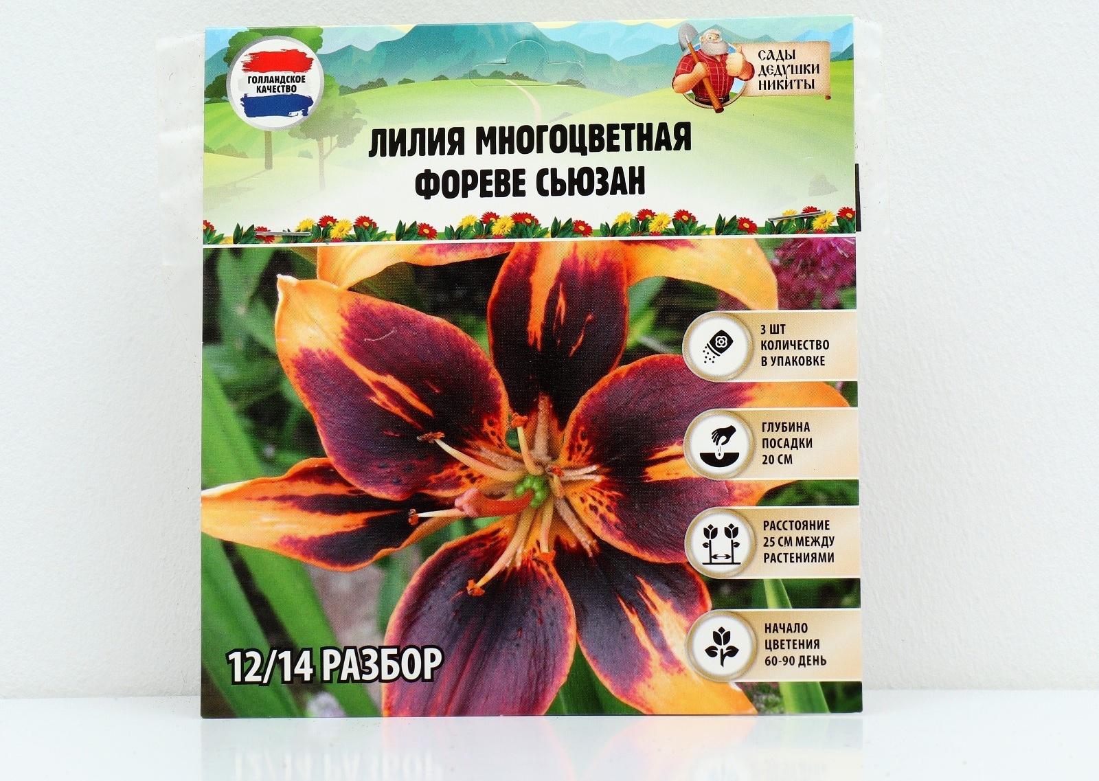 Лилия Многоцветная 