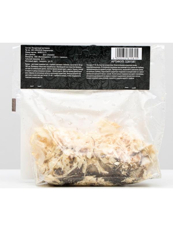 Лилия Многоцветная 