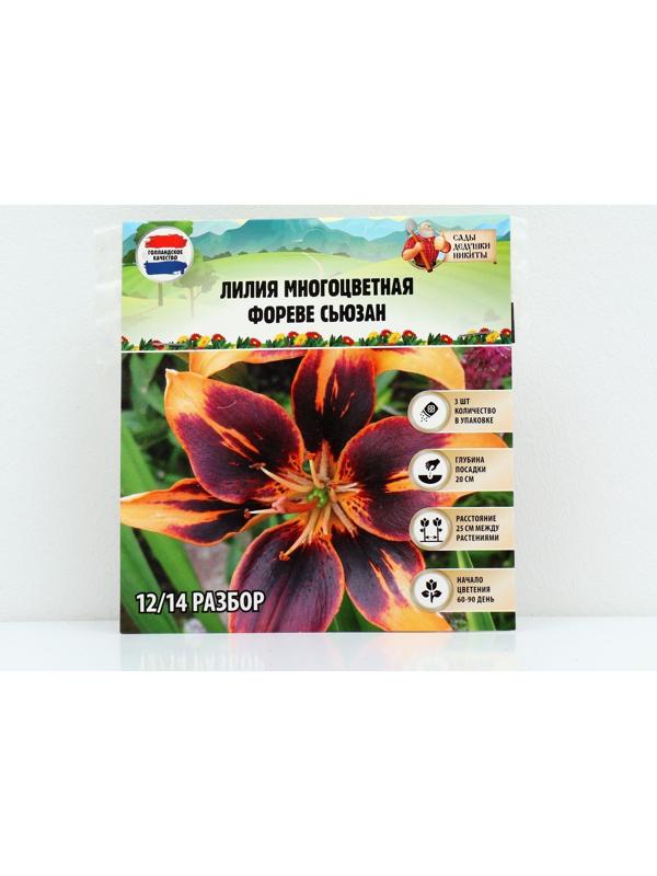 Лилия Многоцветная 