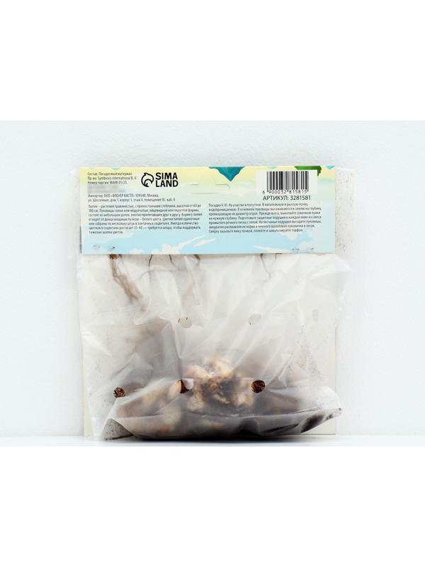 Лилия Многоцветная 