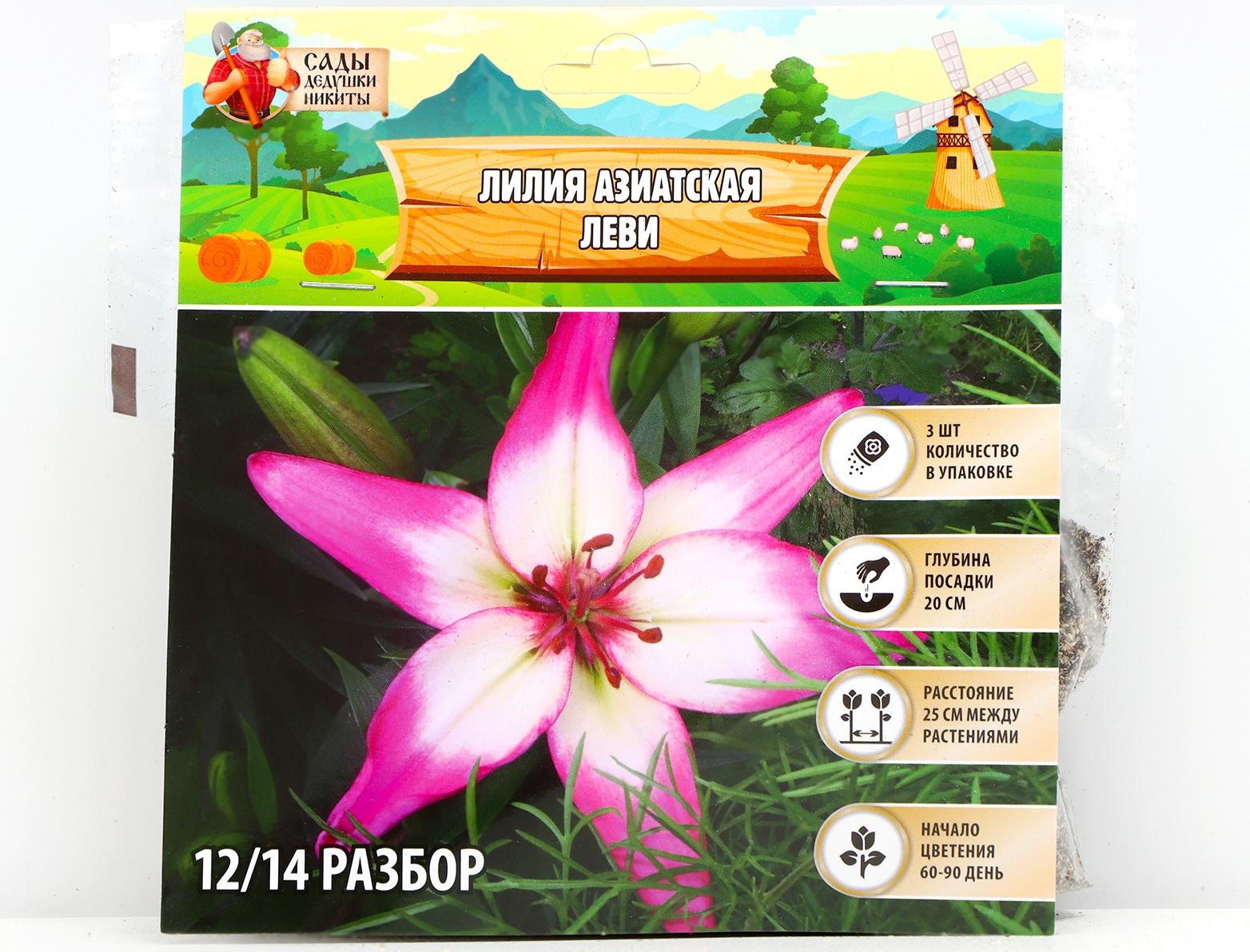 Лилия Азиатская 