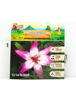 Лилия Азиатская 