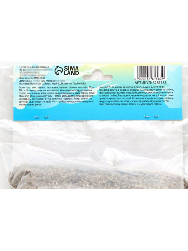 Лилия Азиатская 