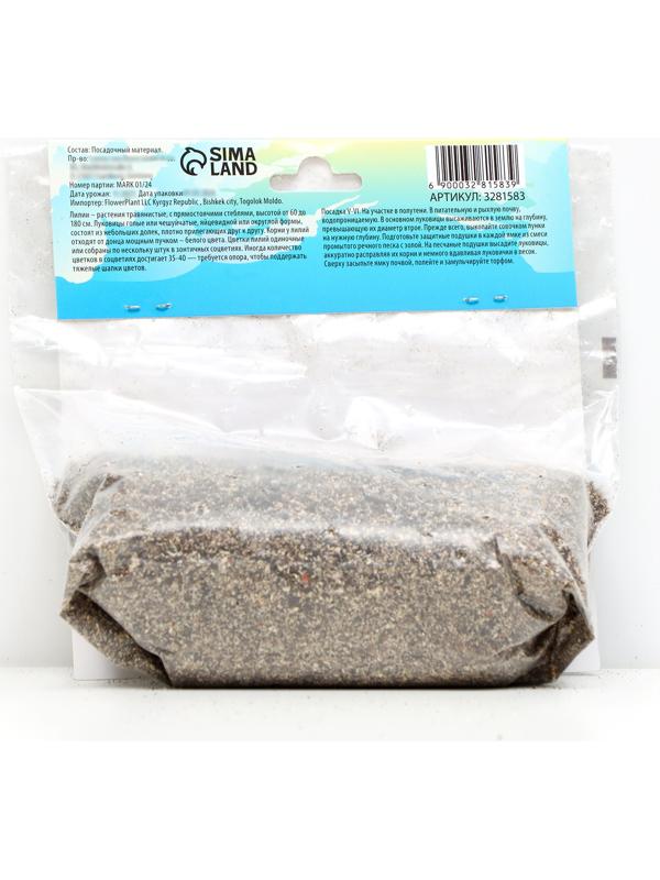 Лилия Азиатская 