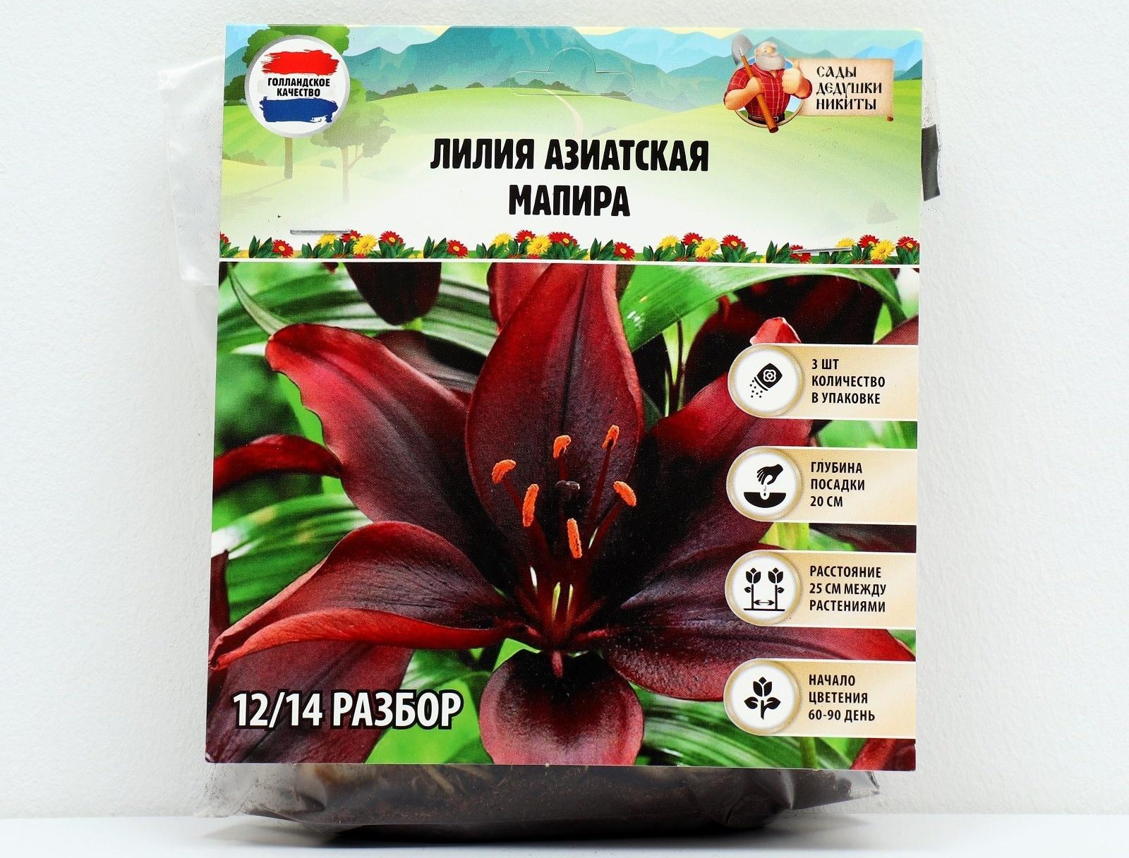 Лилия Азиатская 