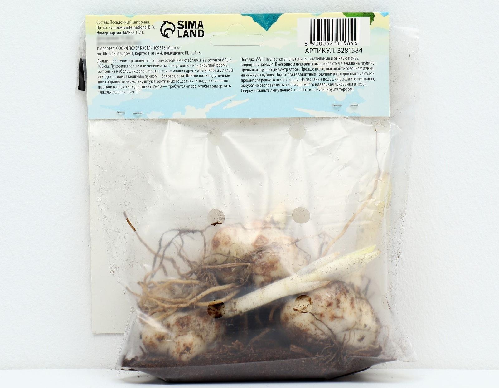 Лилия Азиатская 