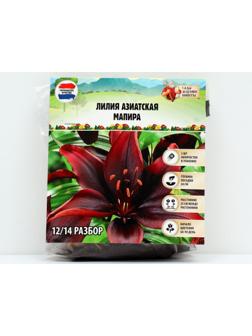 Лилия Азиатская 