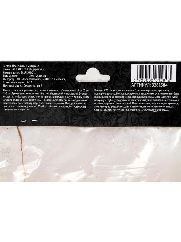 Лилия Азиатская 