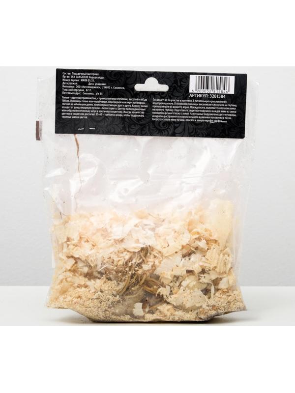 Лилия Азиатская 