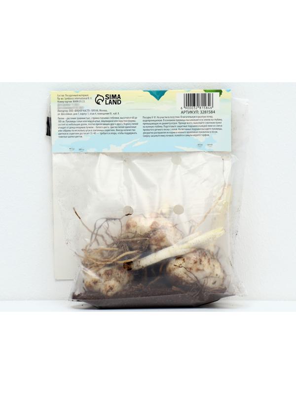 Лилия Азиатская 