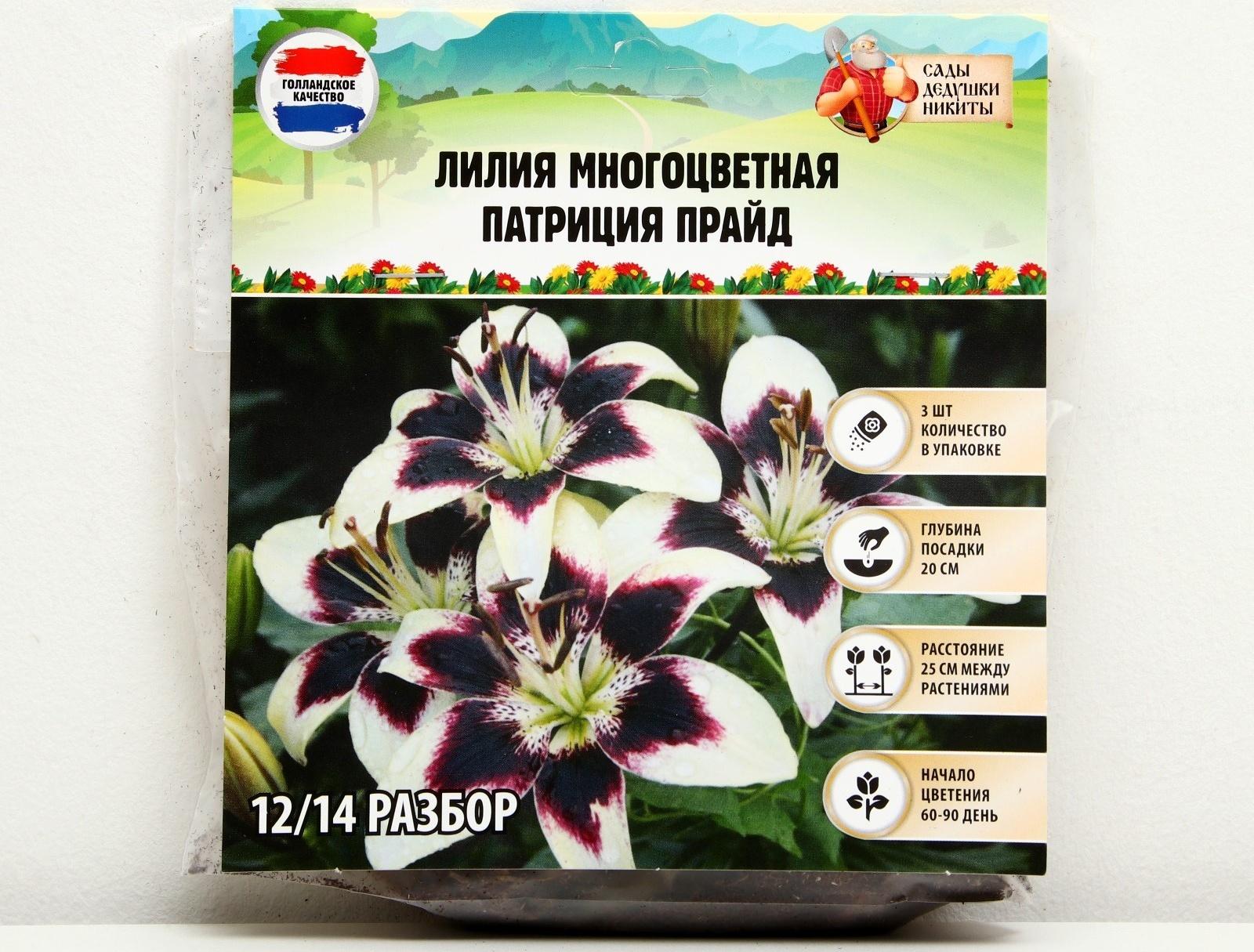 Лилия Многоцветная 