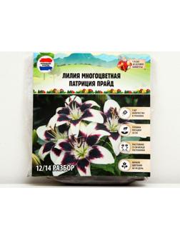 Лилия Многоцветная 