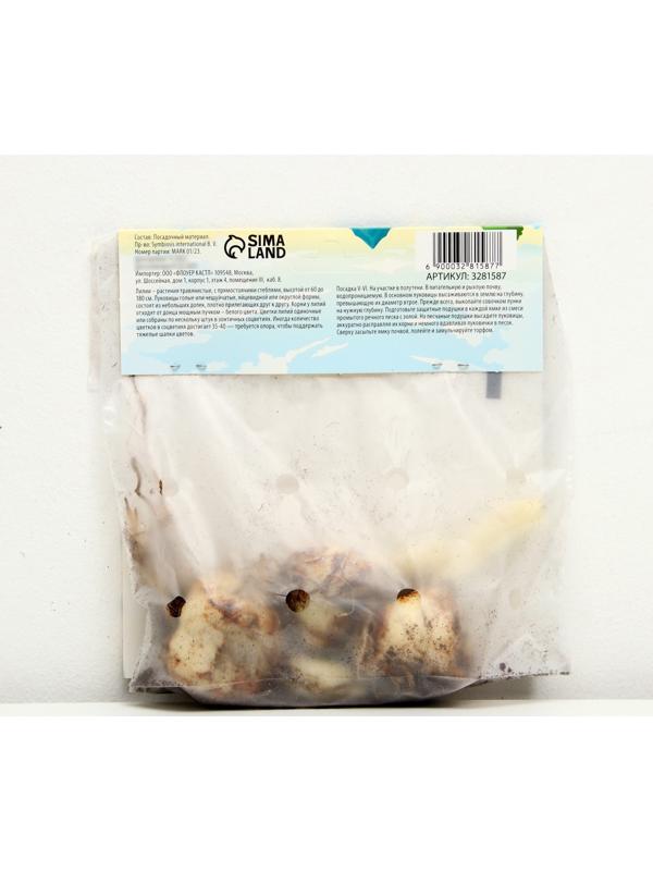 Лилия Многоцветная 