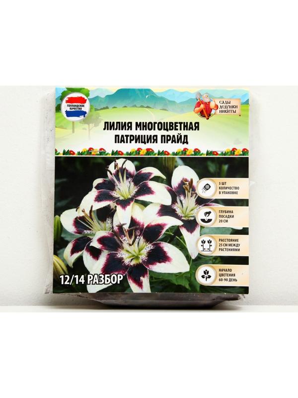 Лилия Многоцветная 