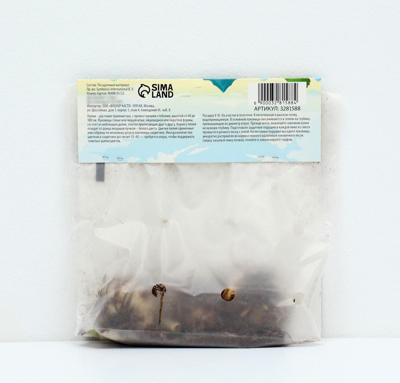 Лилия Азиатская 