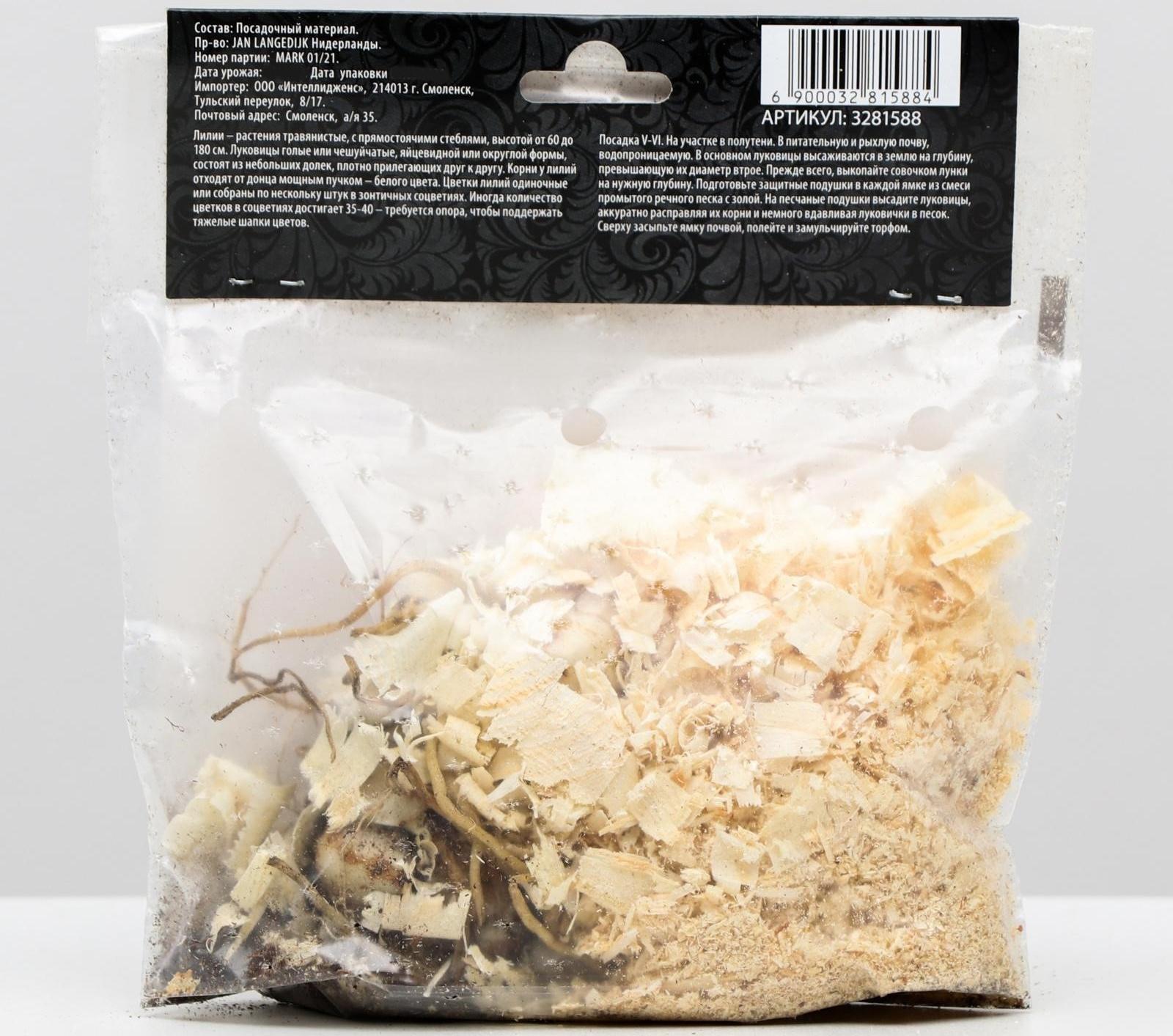 Лилия Азиатская 