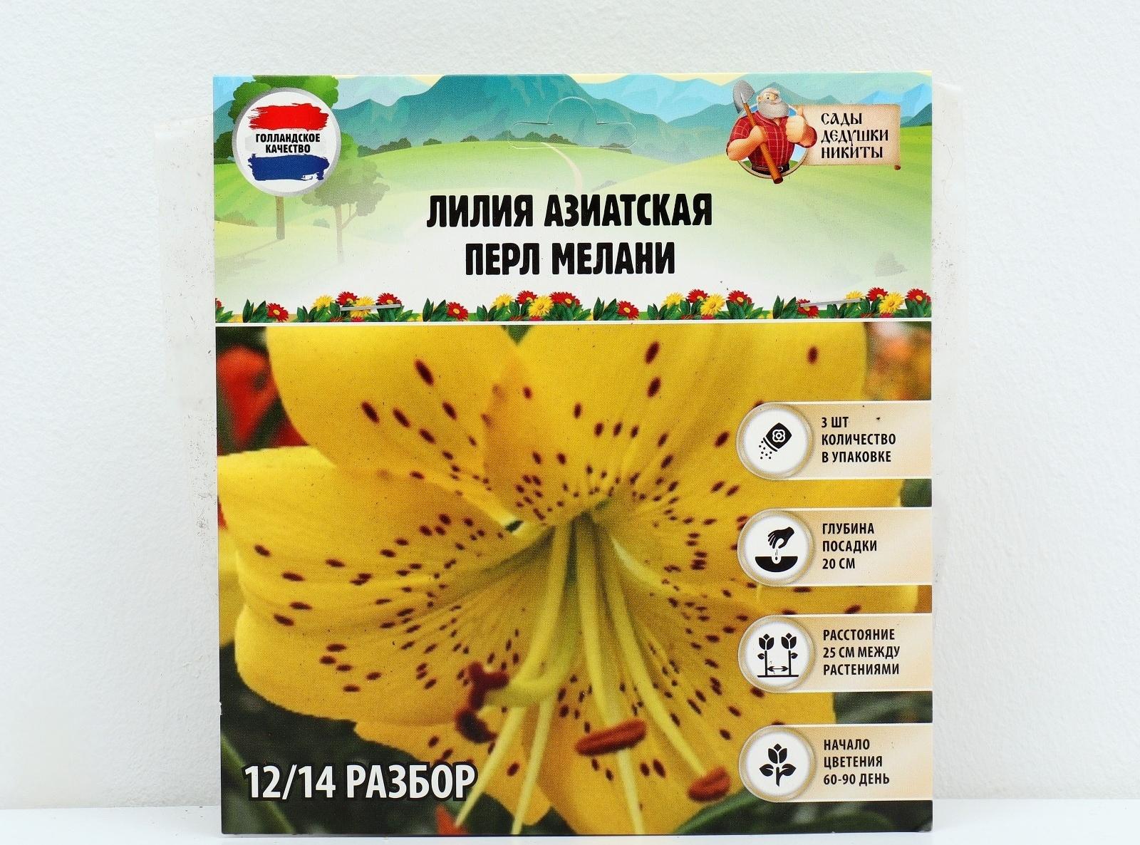 Лилия Азиатская 