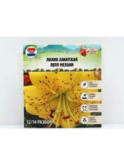 Лилия Азиатская 