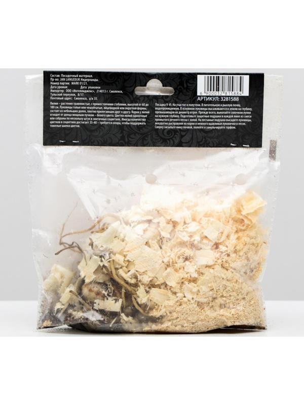 Лилия Азиатская 