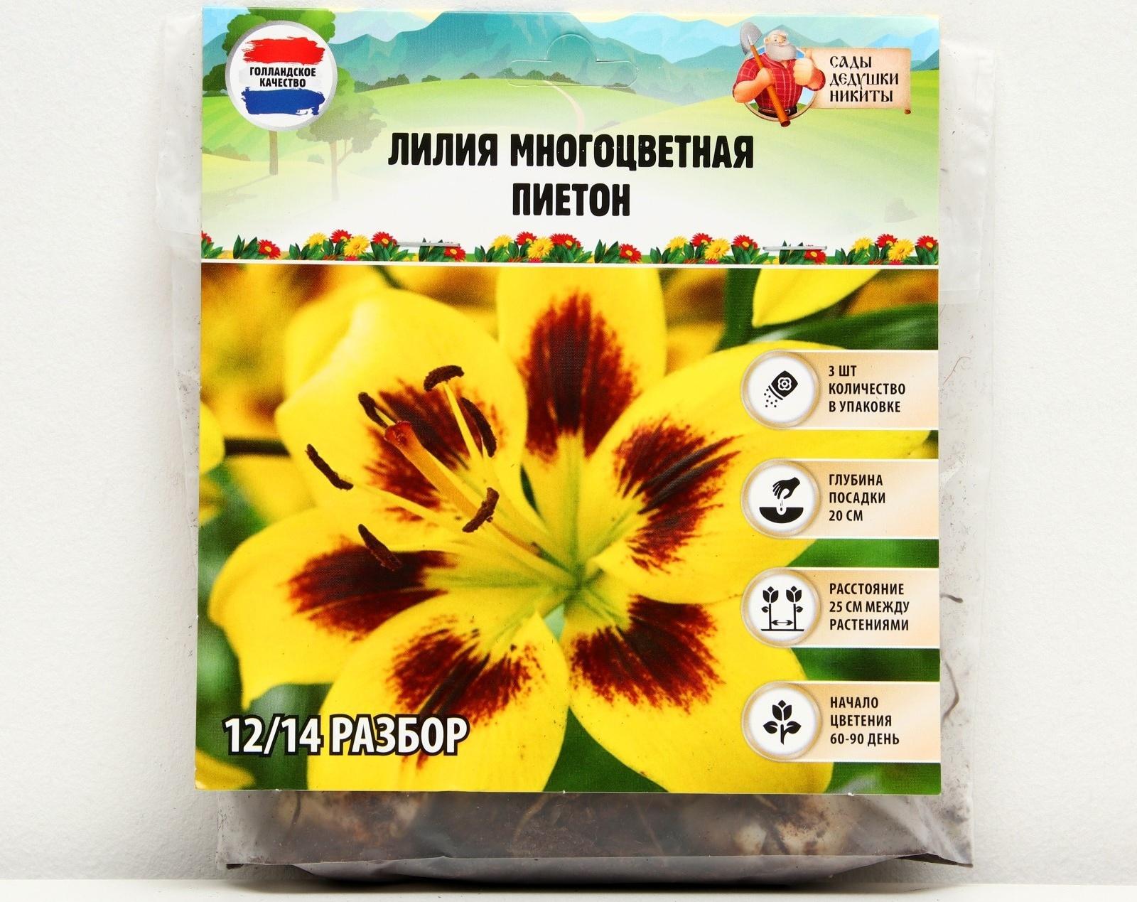 Лилия Многоцветная 