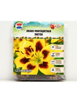 Лилия Многоцветная 